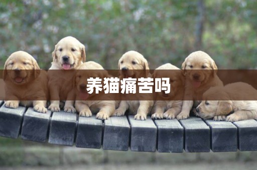 養貓痛苦嗎