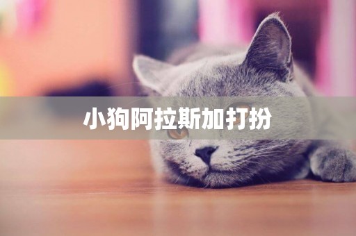 小狗阿拉斯加打扮