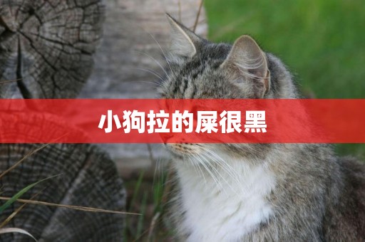 小狗拉的屎很黑