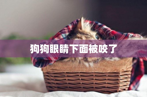 狗狗眼睛下面被咬了