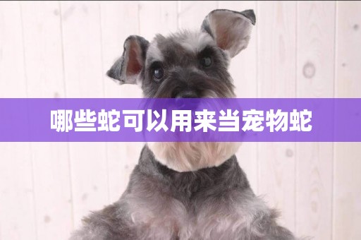 哪些蛇可以用來當寵物蛇