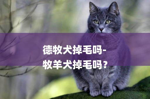 德牧犬掉毛嗎-
牧羊犬掉毛嗎？