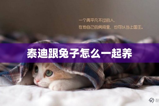 泰迪跟兔子怎么一起養