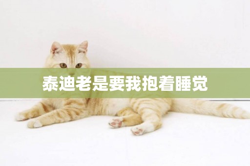 泰迪老是要我抱著睡覺