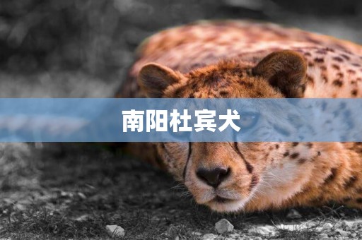 南陽杜賓犬