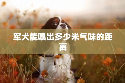 軍犬能嗅出多少米氣味的距離