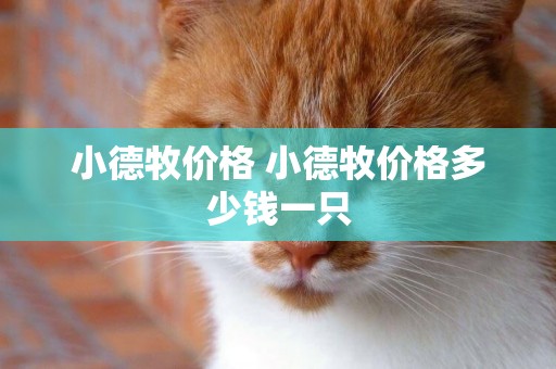 小德牧價格 小德牧價格多少錢一只