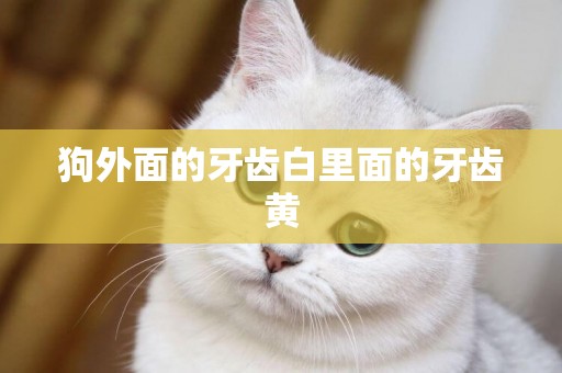 狗外面的牙齒白里面的牙齒黃