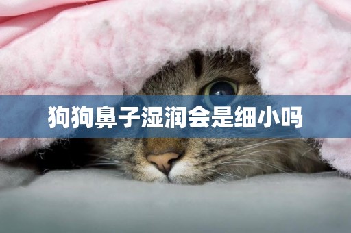 狗狗鼻子濕潤會是細小嗎