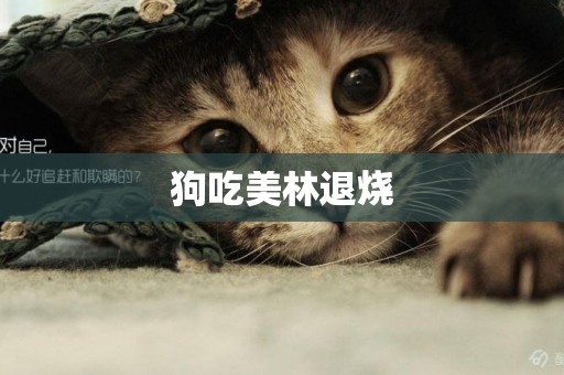 狗吃美林退燒