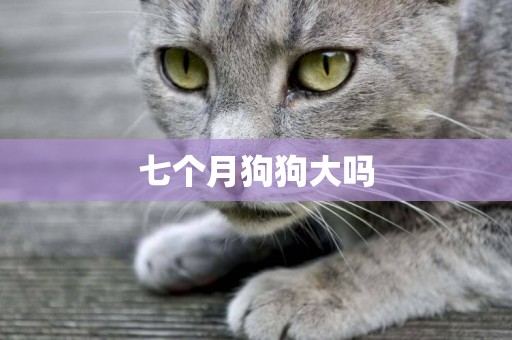 七個月狗狗大嗎