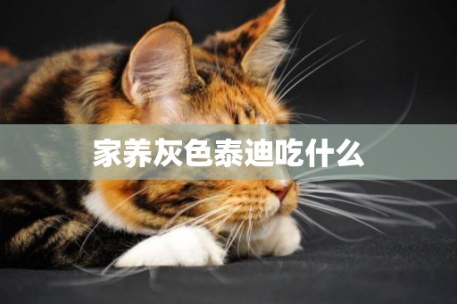 家養灰色泰迪吃什么