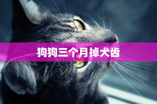 狗狗三個月掉犬齒