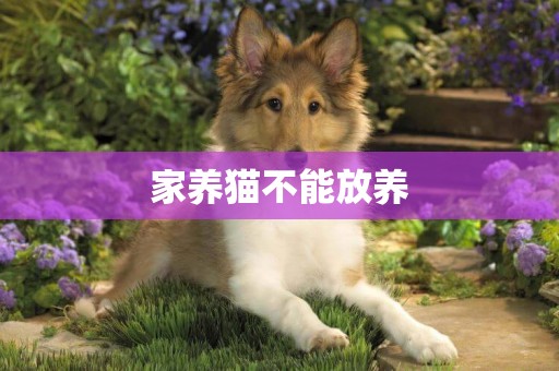 家養貓不能放養