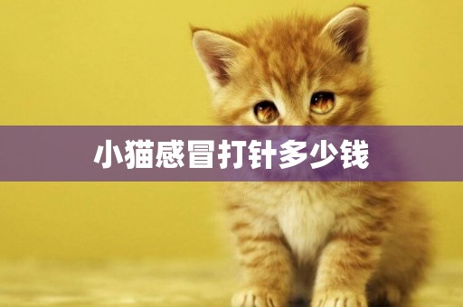 小貓感冒打針多少錢