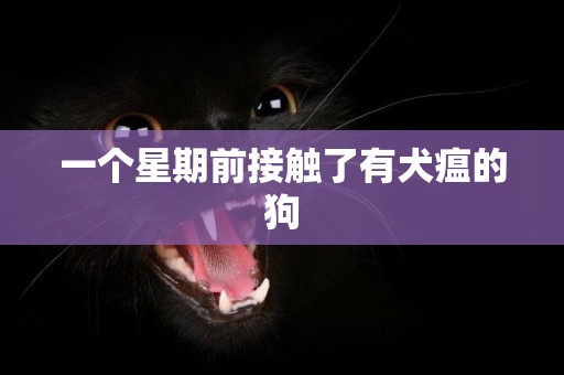 一個星期前接觸了有犬瘟的狗
