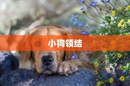 小狗領結