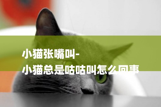 小貓張嘴叫-
小貓總是咕咕叫怎么回事