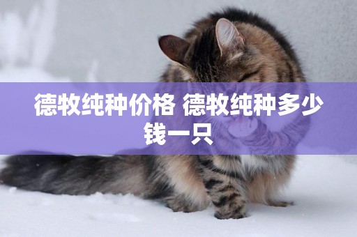 德牧純種價格 德牧純種多少錢一只