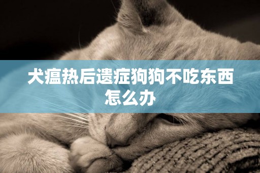 犬瘟熱后遺癥狗狗不吃東西怎么辦