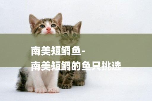 南美短鯛魚-
南美短鯛的魚只挑選