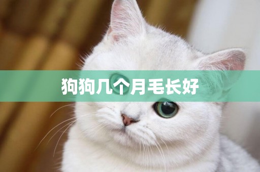 狗狗幾個月毛長好