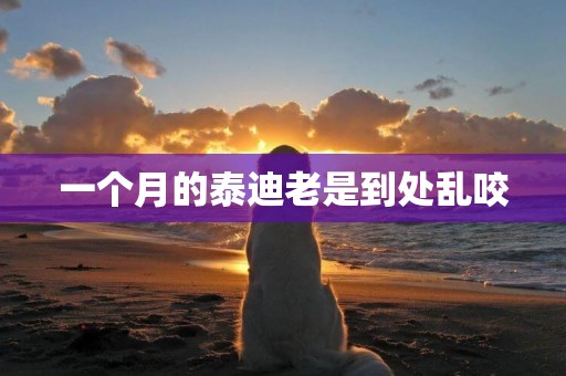 一個月的泰迪老是到處亂咬
