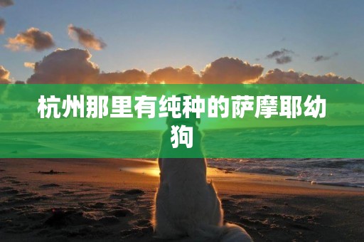 杭州那里有純種的薩摩耶幼狗