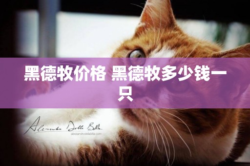 黑德牧價格 黑德牧多少錢一只