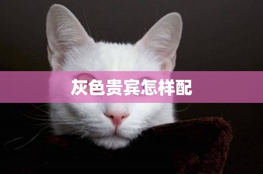 灰色貴賓怎樣配