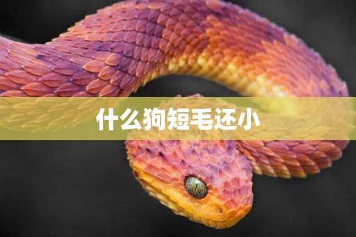 什么狗短毛還小