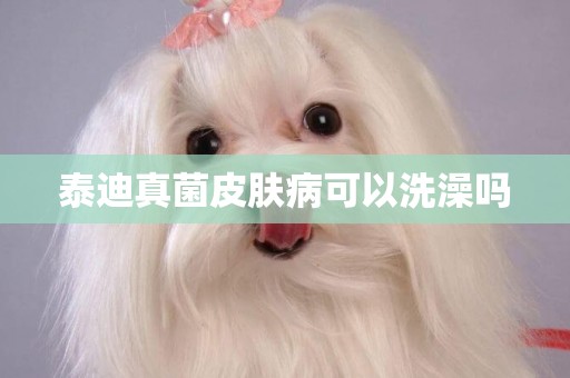 泰迪真菌皮膚病可以洗澡嗎