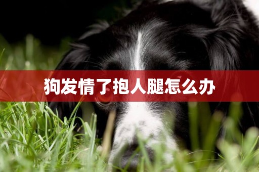 狗發情了抱人腿怎么辦