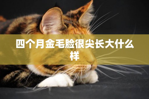 四個月金毛臉很尖長大什么樣