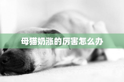 母貓奶漲的厲害怎么辦