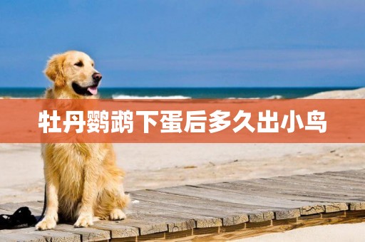 牡丹鸚鵡下蛋后多久出小鳥
