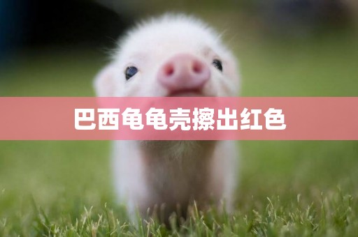 巴西龜龜殼擦出紅色