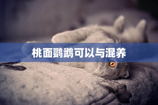 桃面鸚鵡可以與混養