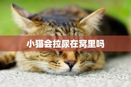 小貓會拉尿在窩里嗎