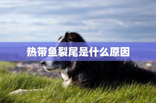 熱帶魚裂尾是什么原因