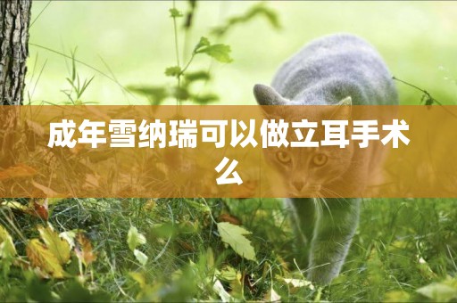 成年雪納瑞可以做立耳手術么