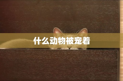 什么動物被寵著