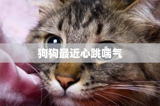 狗狗最近心跳喘氣