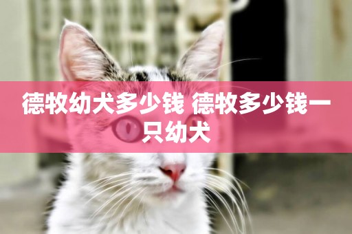 德牧幼犬多少錢 德牧多少錢一只幼犬