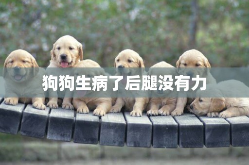 狗狗生病了后腿沒有力