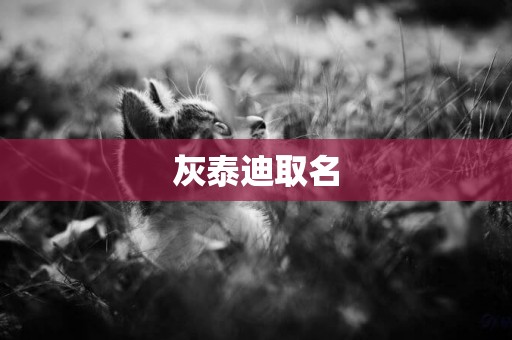 灰泰迪取名
