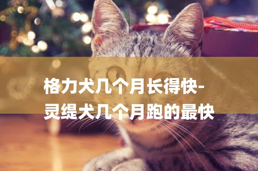 格力犬幾個月長得快-
靈緹犬幾個月跑的最快