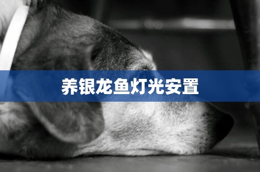 養銀龍魚燈光安置