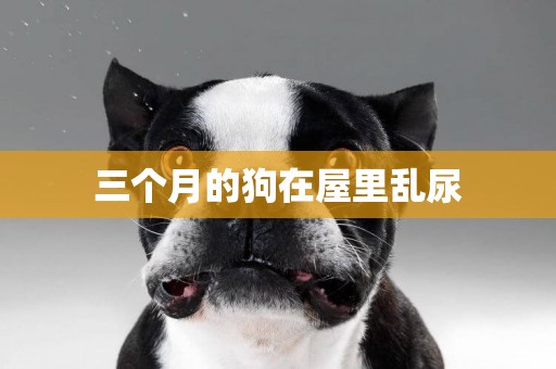三個月的狗在屋里亂尿