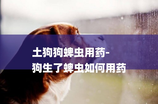 土狗狗蜱蟲用藥-
狗生了蜱蟲如何用藥
